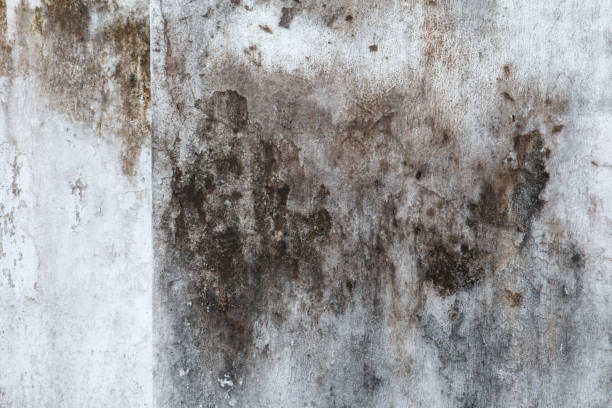 Environmental Consulting for Mold Prevention in Valley, AL
